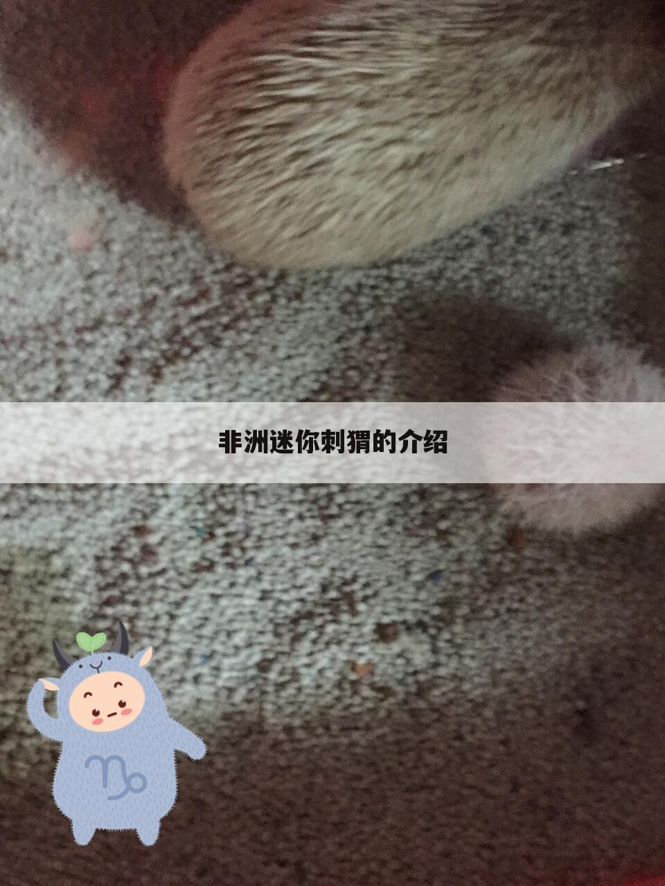 非洲迷你刺猬的介绍