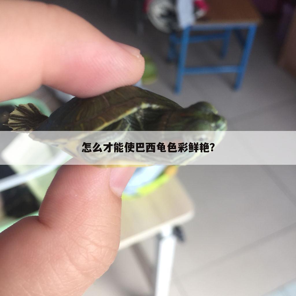 怎么才能使巴西龟色彩鲜艳？