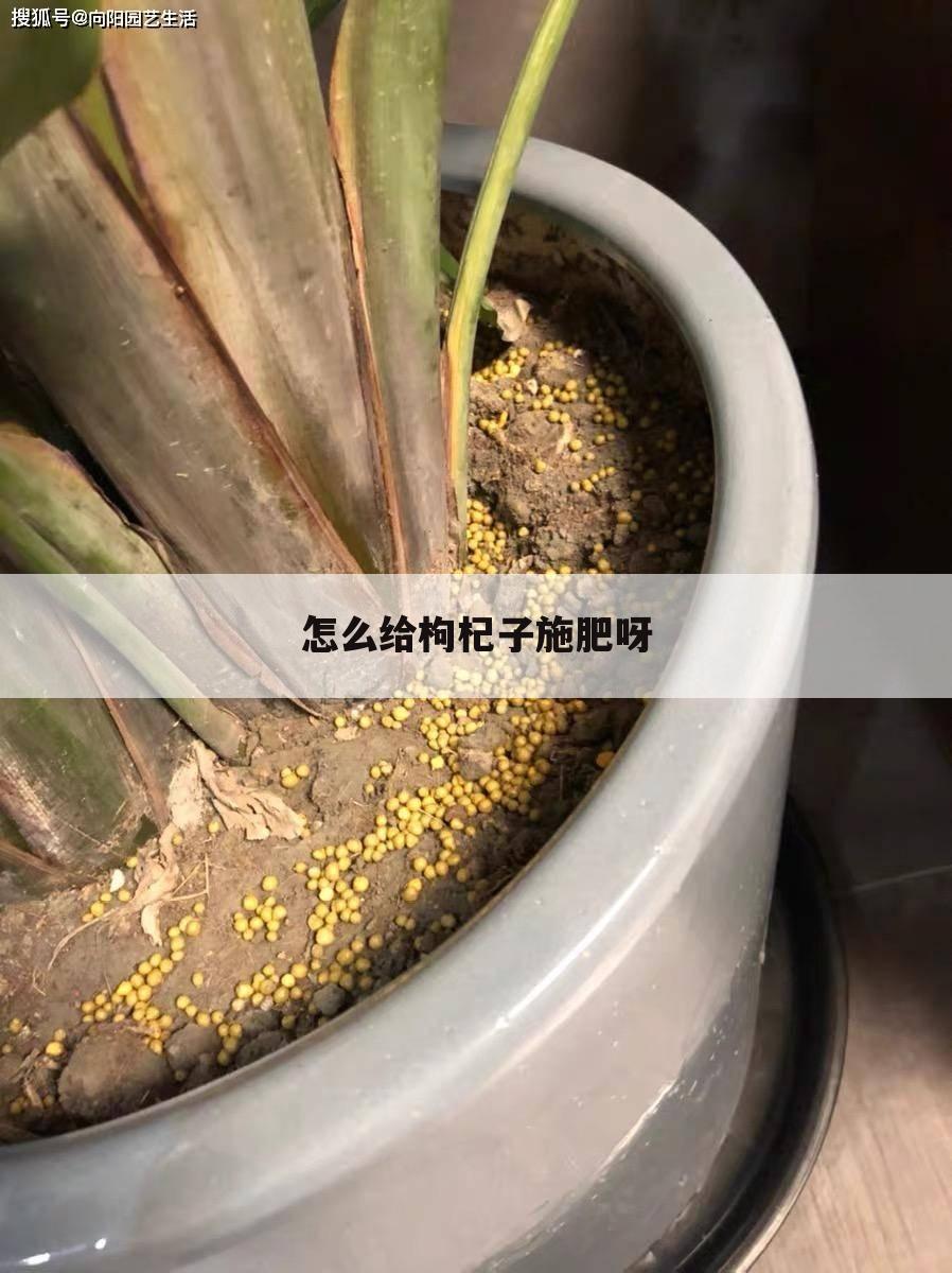 怎么给枸杞子施肥呀